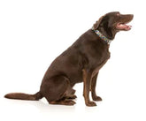 Rainbow Northcote - Dog Collar -FINAL SALE NO RETURNS OR EXCHANGES